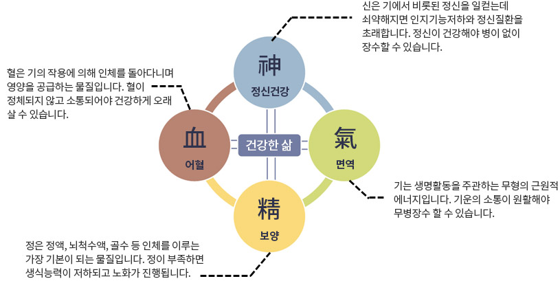 神(정신건강):신은 기에서 비롯된 정신을 일컫는데 쇠약해지면 인지기능저하와 정신질환을 초래합니다. 정신이 건강해야 병이 없이 장수할 수 있습니다. + 氣(면역):기는 생명활동을 주관하는 무형의 근원적 에너지입니다. 기운의 소통이 원활해야 무병장수 할 수 있습니다. + 血(어혈):혈은 기의 작용에 의해 인체를 돌아다니며 영양을 공급하는 물질입니다. 혈이 정체되지 않고 소통되어야 건강하게 오래 살 수 있습니다. + 精(보양):정은 정액, 뇌척수액, 골수 등 인체를 이루는 가장 기본이 되는 물질입니다. 정이 부족하면 생식능력이 저하되고 노화가 진행됩니다. = 건강한 삶